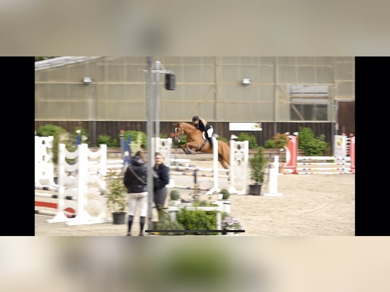Holsteiner Wallach 5 Jahre 162 cm Fuchs in Hahnst&#xE4;tten