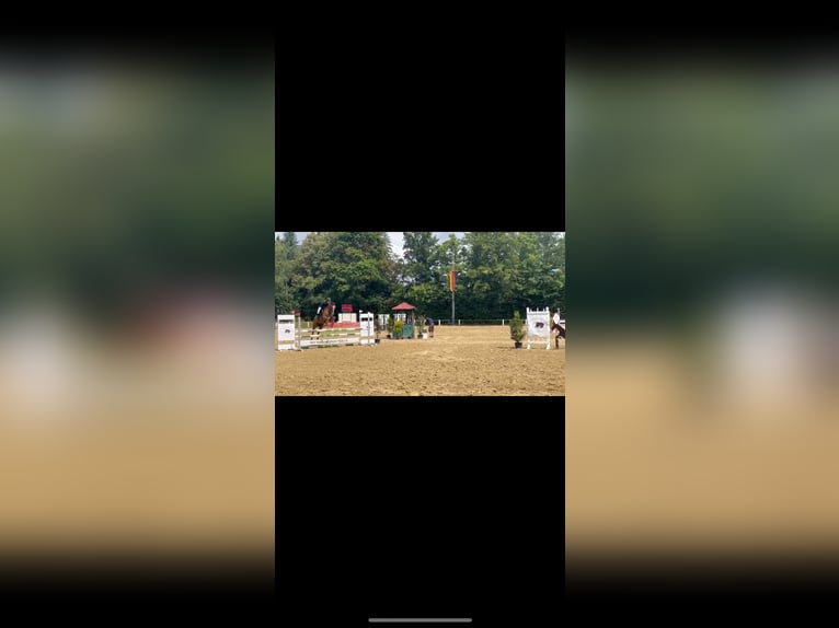 Holsteiner Wallach 5 Jahre 162 cm Fuchs in Hahnst&#xE4;tten
