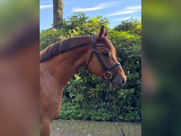 Holsteiner Wallach 5 Jahre 162 cm Fuchs in Holdorf