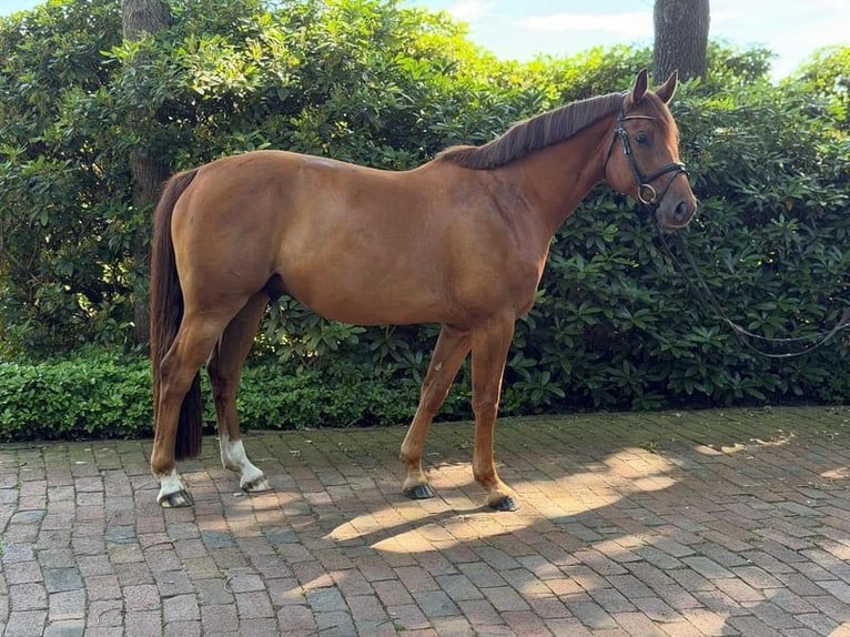 Holsteiner Wallach 5 Jahre 162 cm Fuchs in Holdorf