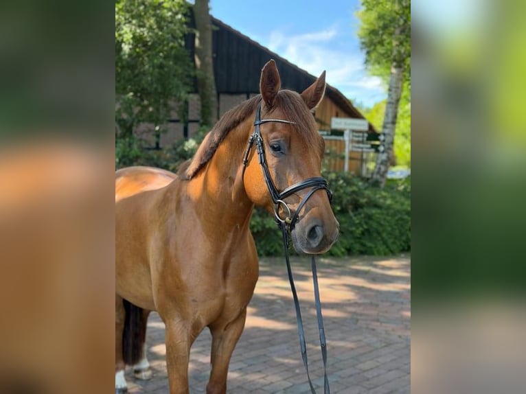 Holsteiner Wallach 5 Jahre 162 cm Fuchs in Holdorf