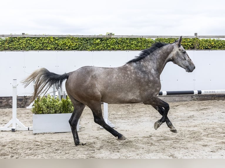 Holsteiner Wallach 5 Jahre 162 cm Schimmel in Waddinxveen