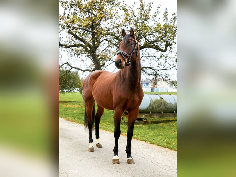 Holsteiner Wallach 5 Jahre 163 cm Brauner in Freilassing