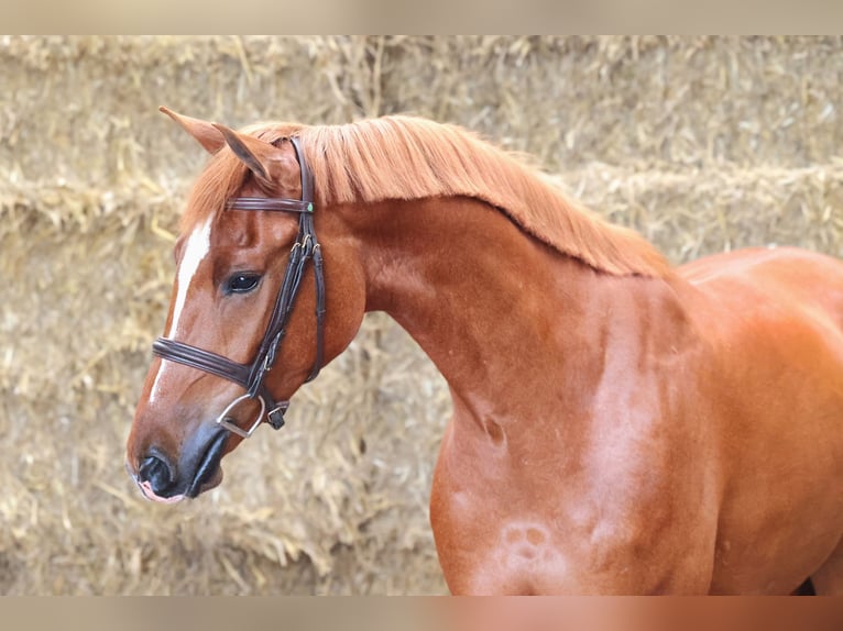 Holsteiner Wallach 5 Jahre 163 cm Dunkelfuchs in Moergestel