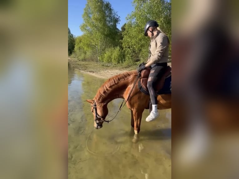 Holsteiner Wallach 5 Jahre 163 cm Dunkelfuchs in Moergestel