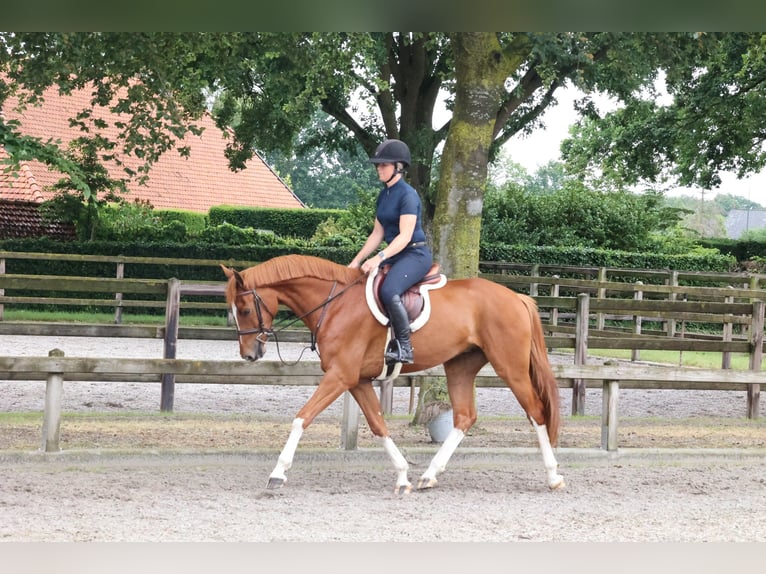 Holsteiner Wallach 5 Jahre 163 cm Dunkelfuchs in Moergestel