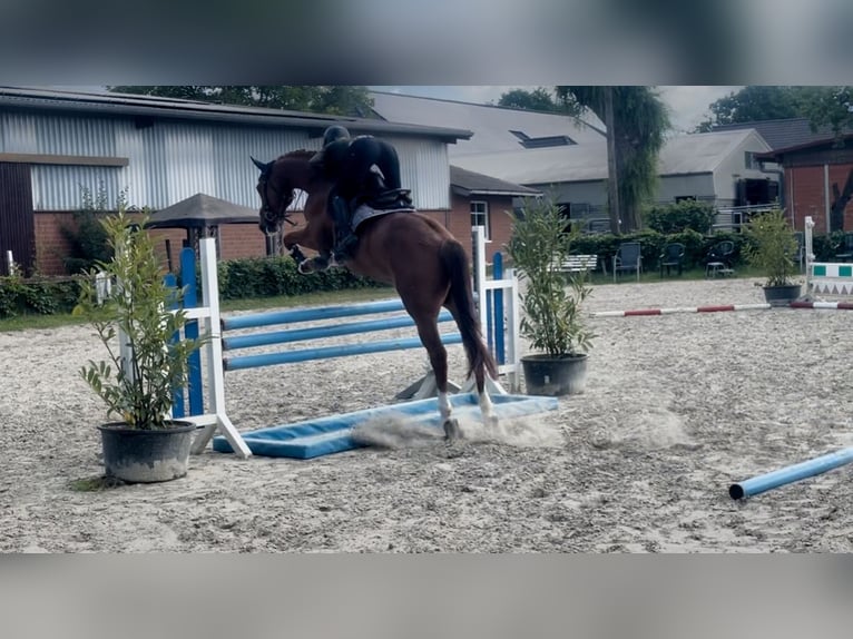Holsteiner Wallach 5 Jahre 163 cm Fuchs in Bönen
