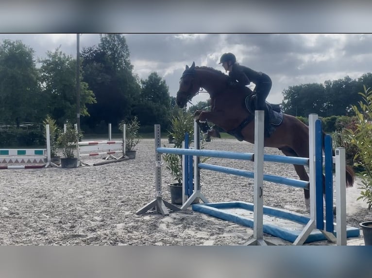 Holsteiner Wallach 5 Jahre 163 cm Fuchs in Bönen