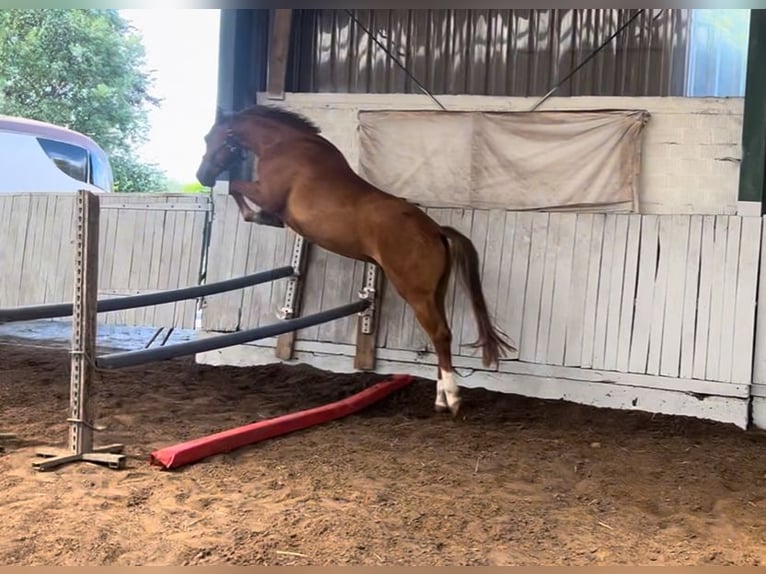 Holsteiner Wallach 5 Jahre 163 cm Fuchs in Bönen