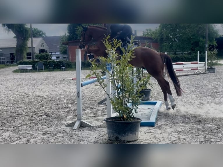 Holsteiner Wallach 5 Jahre 163 cm Fuchs in Bönen