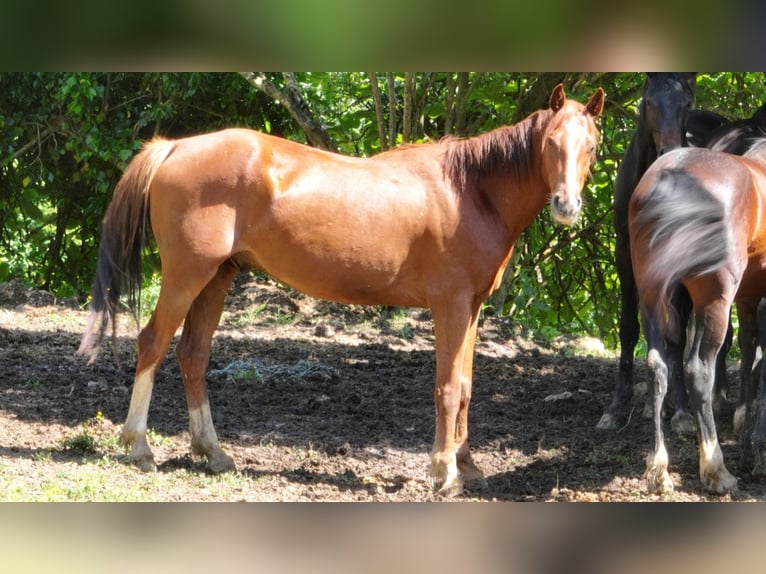 Holsteiner Mix Wallach 5 Jahre 163 cm Rotbrauner in Couiza
