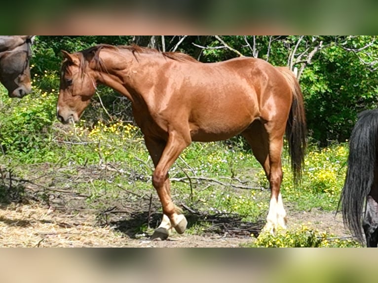 Holsteiner Mix Wallach 5 Jahre 163 cm Rotbrauner in Couiza