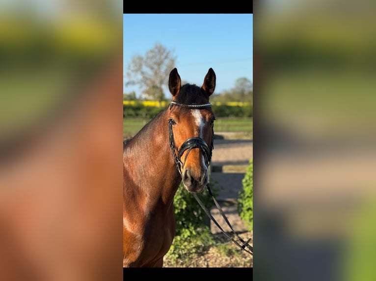 Holsteiner Wallach 5 Jahre 163 cm in Timmendorfer Strand