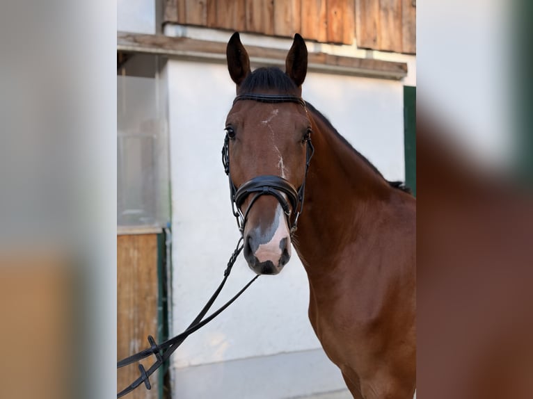 Holsteiner Wallach 5 Jahre 164 cm Brauner in Weißenbach