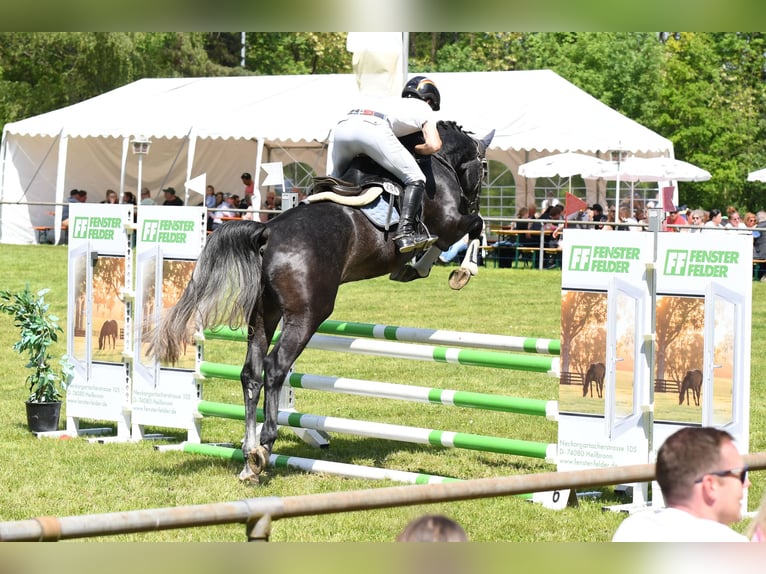 Holsteiner Wallach 5 Jahre 164 cm Kann Schimmel werden in Widdern