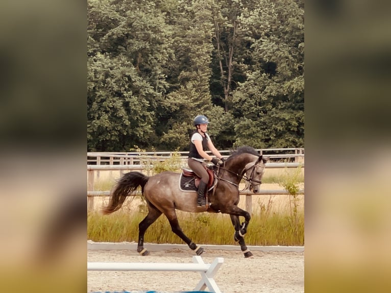 Holsteiner Wallach 5 Jahre 164 cm Schimmel in N&#xFC;rnberg