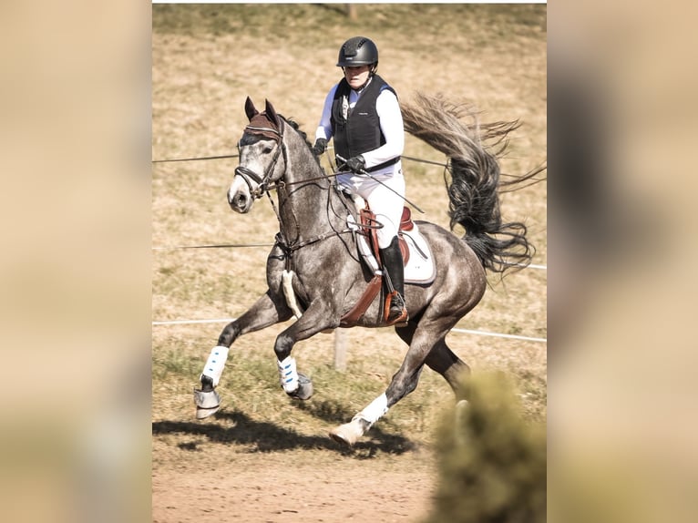 Holsteiner Wallach 5 Jahre 164 cm Schimmel in N&#xFC;rnberg