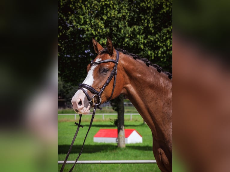 Holsteiner Wallach 5 Jahre 164 cm in Schneverdingen