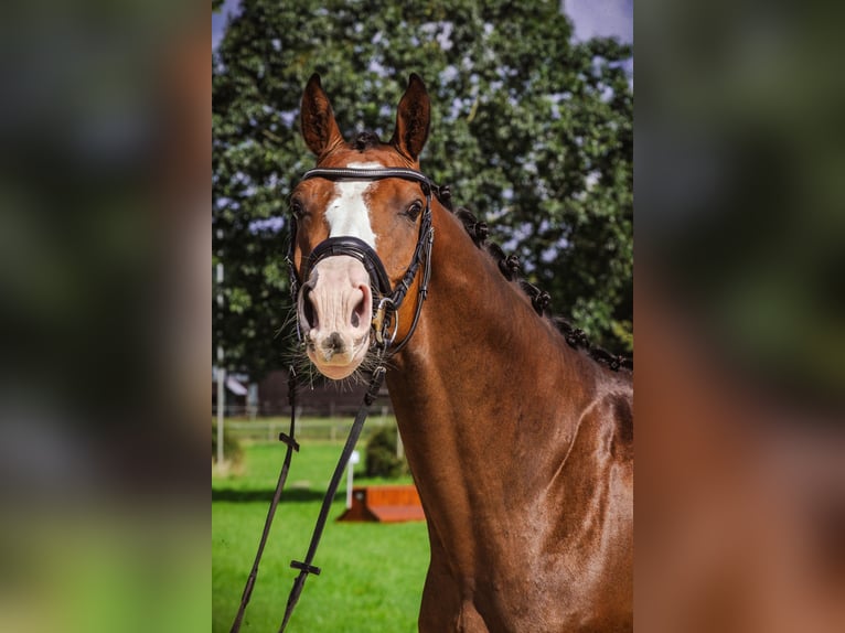 Holsteiner Wallach 5 Jahre 164 cm in Schneverdingen