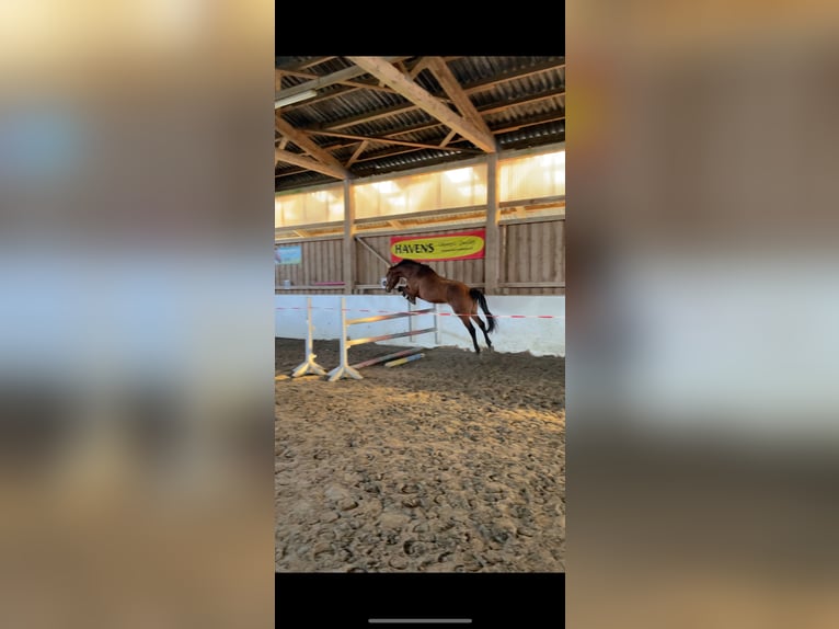 Holsteiner Wallach 5 Jahre 165 cm Brauner in Neumünster