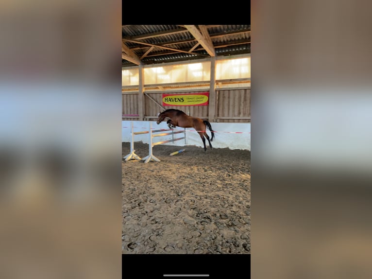 Holsteiner Wallach 5 Jahre 165 cm Brauner in Neumünster