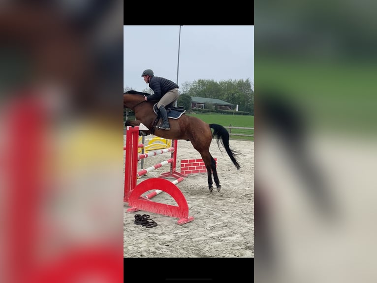 Holsteiner Wallach 5 Jahre 165 cm Brauner in Neumünster
