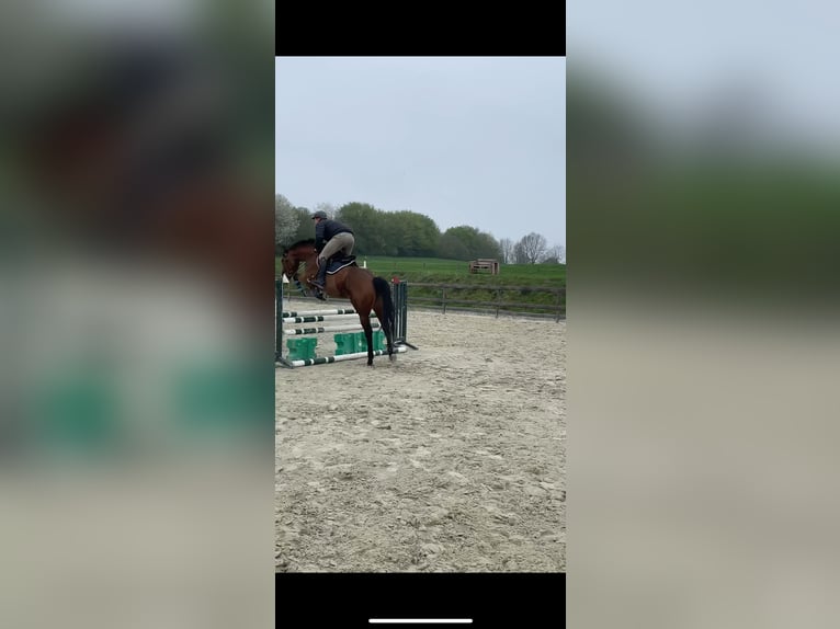 Holsteiner Wallach 5 Jahre 165 cm Brauner in Neumünster