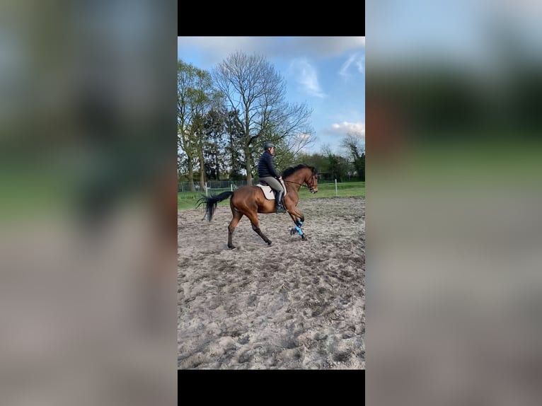 Holsteiner Wallach 5 Jahre 165 cm Brauner in Neumünster