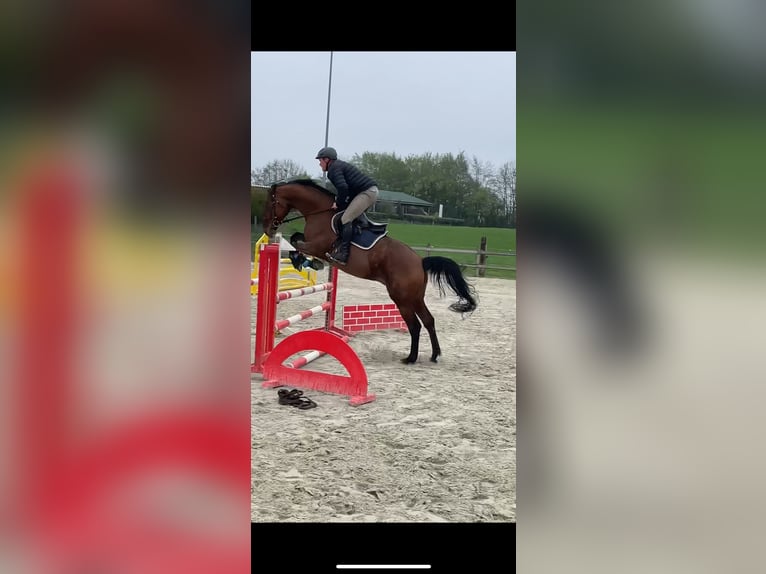 Holsteiner Wallach 5 Jahre 165 cm Brauner in Neumünster