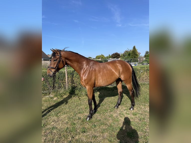 Holsteiner Wallach 5 Jahre 165 cm Brauner in Neumünster