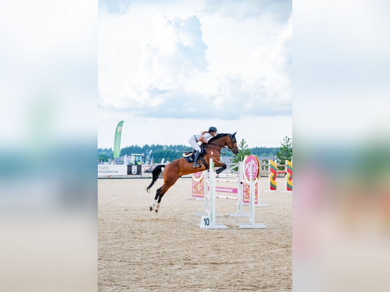 Holsteiner Wallach 5 Jahre 165 cm Brauner in Balkasodis, Alytus region