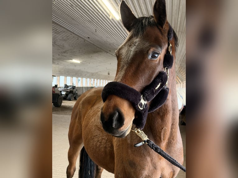 Holsteiner Wallach 5 Jahre 165 cm Brauner in Stralsund