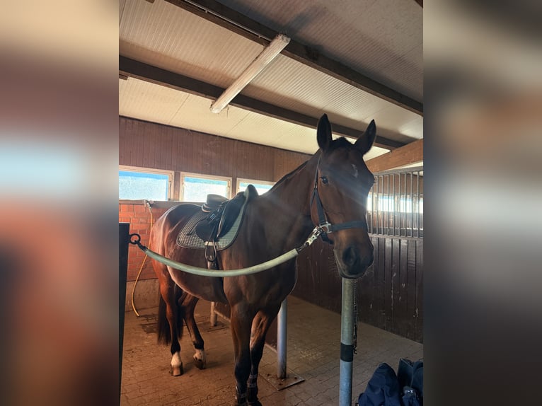 Holsteiner Wallach 5 Jahre 165 cm Brauner in Stralsund