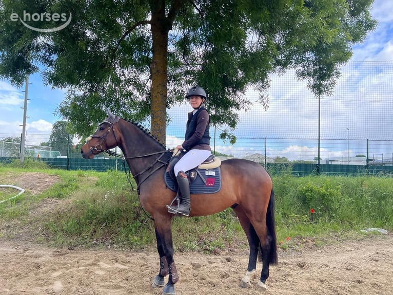 Holsteiner Wallach 5 Jahre 165 cm Brauner in Landau in der Pfalz