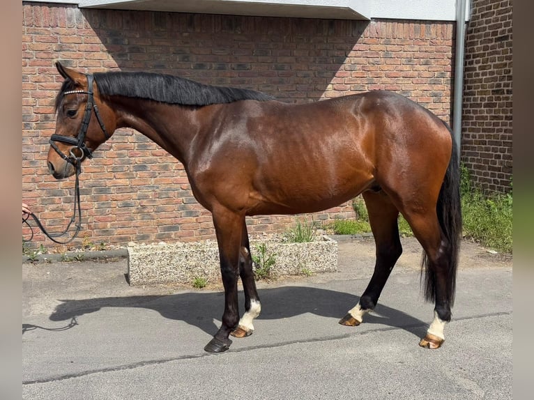 Holsteiner Wallach 5 Jahre 165 cm Dunkelbrauner in Niederkassel