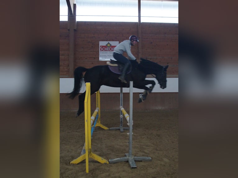 Holsteiner Wallach 5 Jahre 165 cm Rappe in Unterneukirchen
