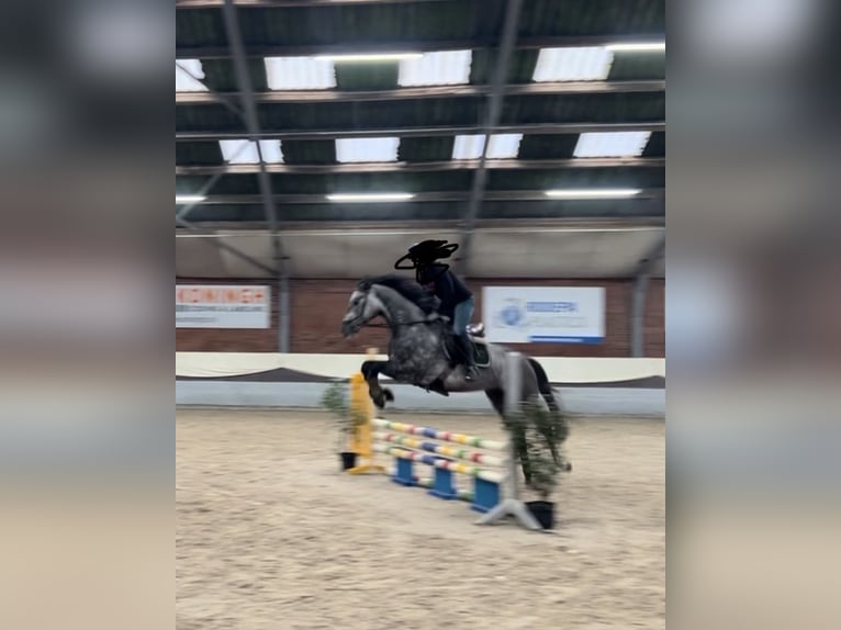 Holsteiner Wallach 5 Jahre 165 cm Schimmel in Enschede