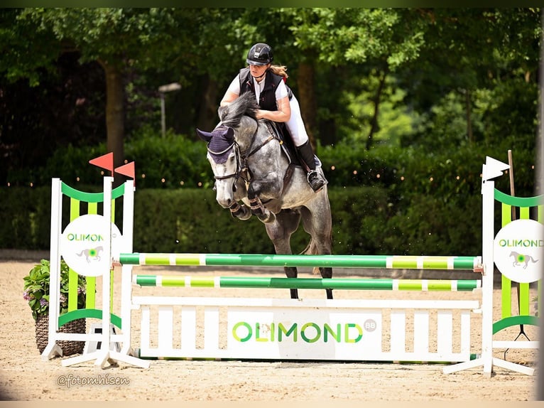 Holsteiner Wallach 5 Jahre 165 cm Schimmel in WardenburgWardenburg