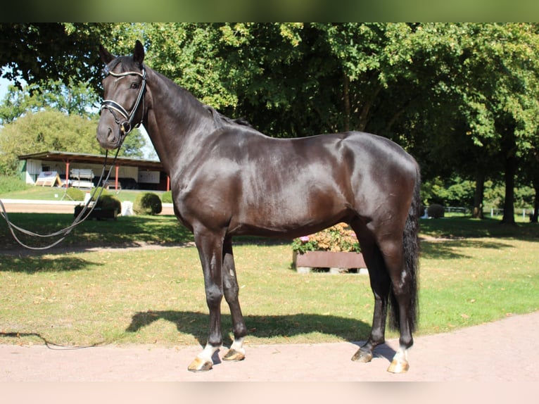 Holsteiner Wallach 5 Jahre 165 cm Schwarzbrauner in Kayhude