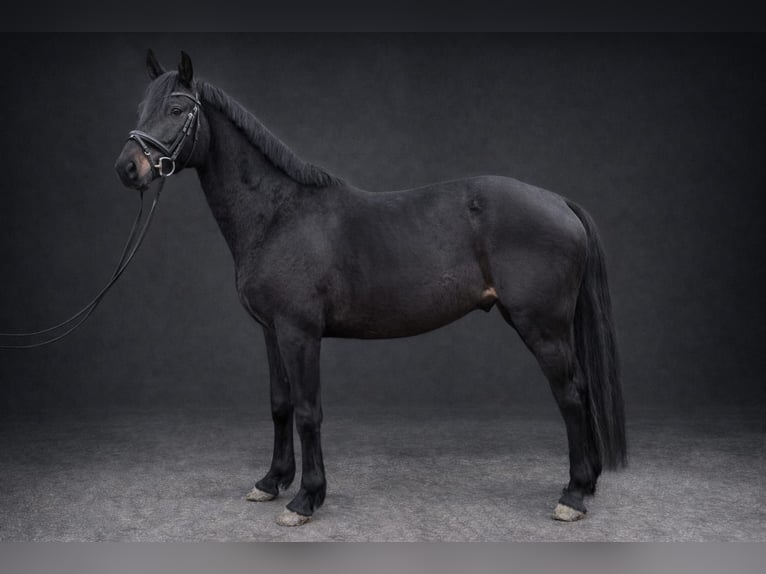 Holsteiner Wallach 5 Jahre 165 cm Schwarzbrauner in Kollmoor