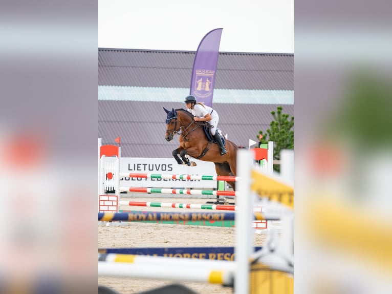 Holsteiner Wallach 5 Jahre 165 cm in Balkasodis, Alytus region