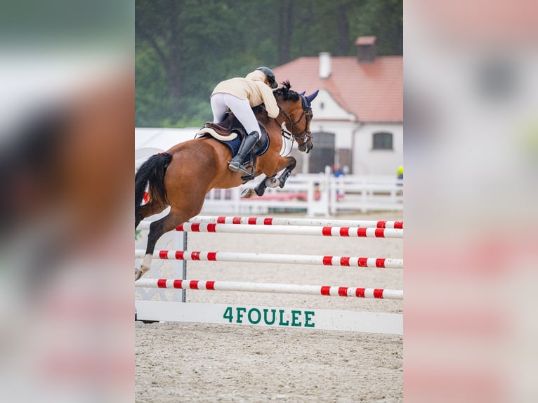 Holsteiner Wallach 5 Jahre 165 cm in Balkasodis, Alytus region
