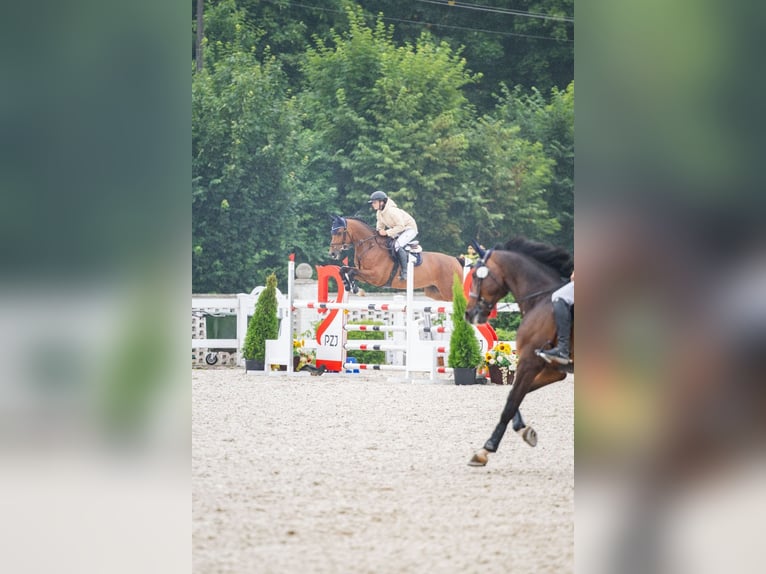 Holsteiner Wallach 5 Jahre 165 cm in Balkasodis, Alytus region