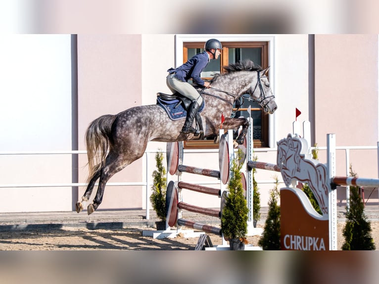 Holsteiner Wallach 5 Jahre 166 cm Apfelschimmel in W&#x105;wa&#x142;