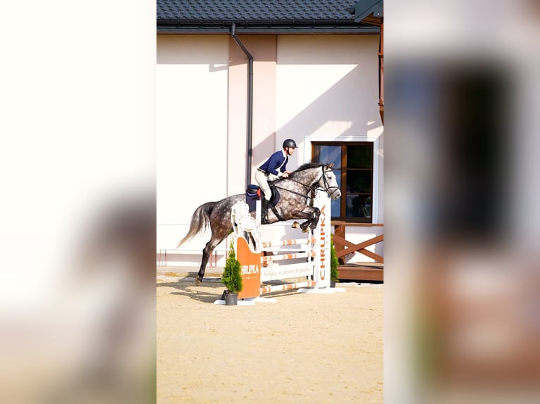 Holsteiner Wallach 5 Jahre 166 cm Apfelschimmel in W&#x105;wa&#x142;