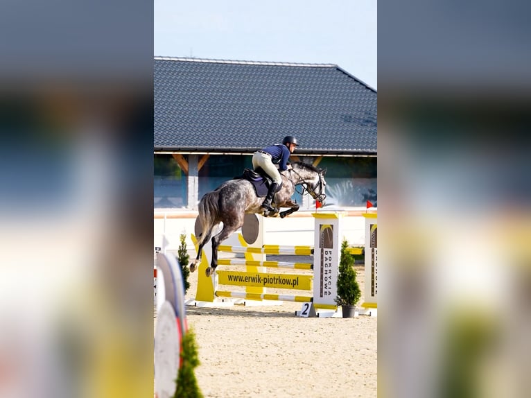 Holsteiner Wallach 5 Jahre 166 cm Apfelschimmel in W&#x105;wa&#x142;