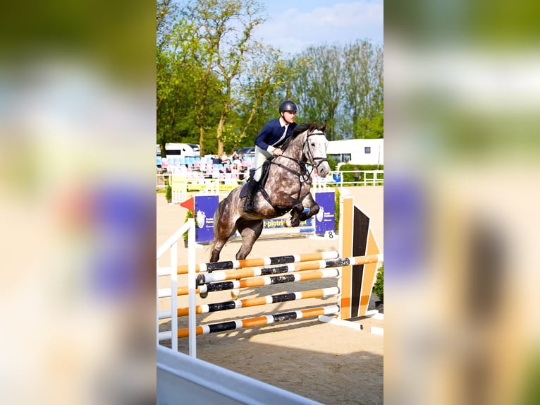 Holsteiner Wallach 5 Jahre 166 cm Apfelschimmel in W&#x105;wa&#x142;