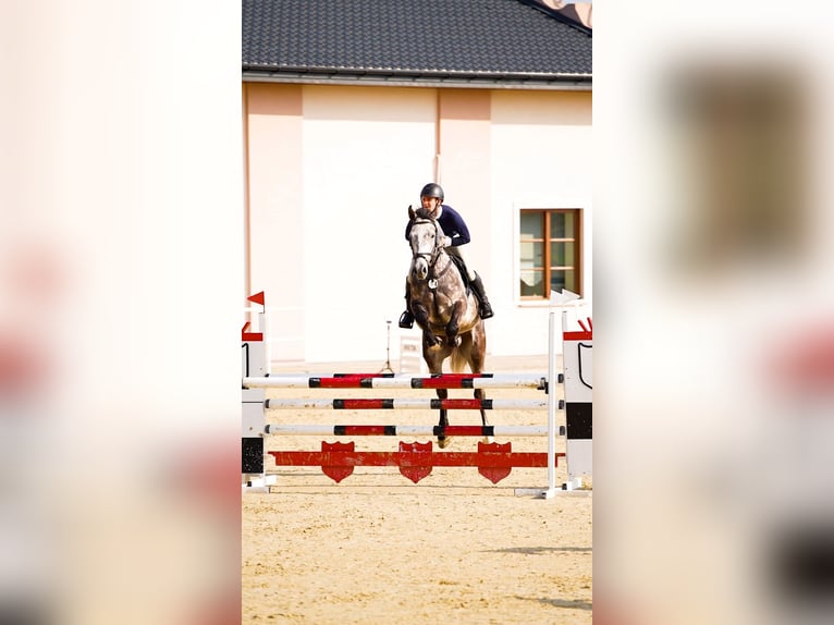 Holsteiner Wallach 5 Jahre 166 cm Apfelschimmel in W&#x105;wa&#x142;