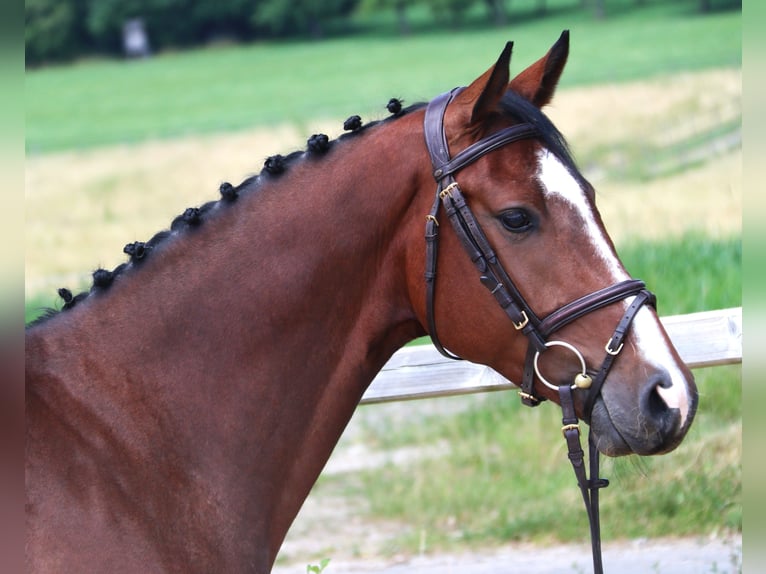 Holsteiner Wallach 5 Jahre 166 cm Dunkelbrauner in Bad Dürrheim