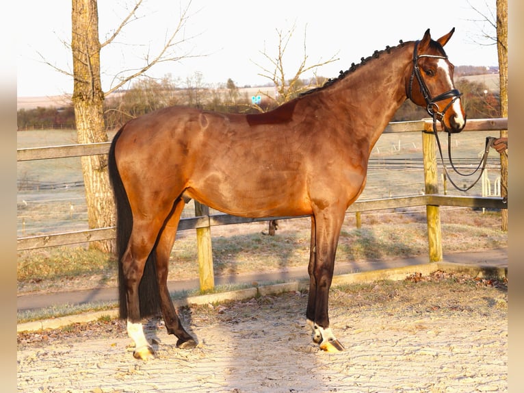 Holsteiner Wallach 5 Jahre 166 cm Dunkelbrauner in Bad Dürrheim